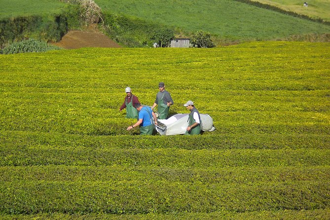 Half day Gorreana - Pedestrian Walk and Tea Tasting (Min. 2 persons) - Tea Tasting and Biscuits: What Included Really Looks Like