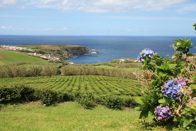 Half day Gorreana - Pedestrian Walk and Tea Tasting (Min. 2 persons) - Who Should Book This Gorreana Half-Day