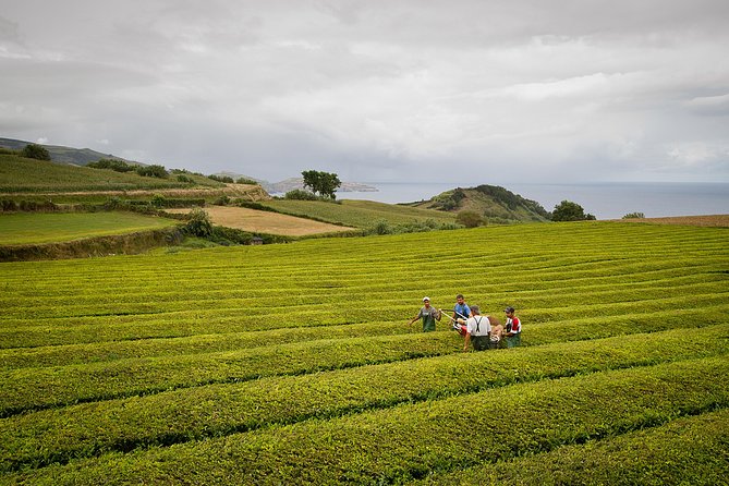 Half day Gorreana - Pedestrian Walk and Tea Tasting (Min. 2 persons) - Pickup and Timing: Your Morning Plan from Ponta Delgada