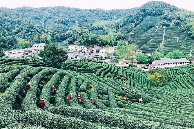 Half-Day Hangzhou Private Tour with Green Tea Village and Lingyin Temple - The private door-to-door setup: your schedule, your pace