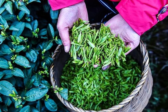 Half-Day Hangzhou Private Tour with Green Tea Village and Lingyin Temple - Longjing tea fields and Dragon Well Village stroll
