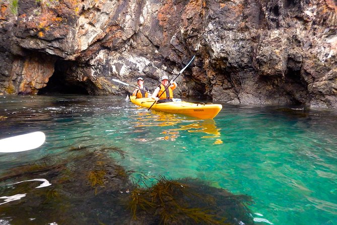 Half Day Sea Kayak Tour from Batemans Bay with Morning Tea - What Wildlife-Spotting Feels Like on the Water