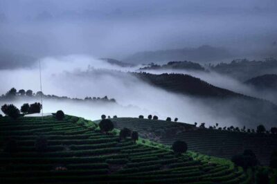 Half-day Tour: Largest Tea Plantation & Amazing Xianggong Hill - Seven Fairies Peak Tea Plantation: Reed Hats, Tea Leaves, and Real Tea Time