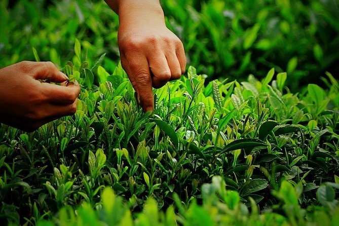 Hangzhou West Lake and Tea Plantation Half Day Tour - Practical tips so your four hours feel easy