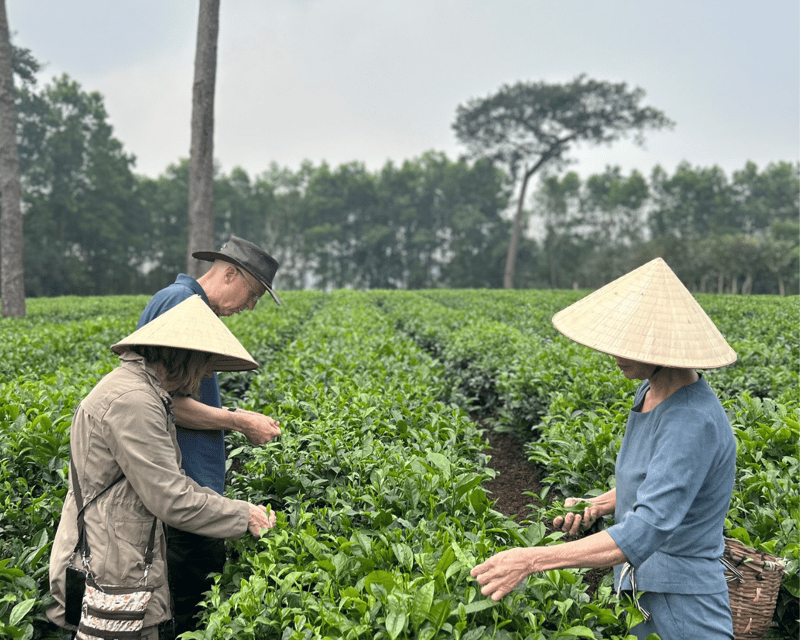 Hanoi Eco Tour: Ba Vi National Park Wonders & Tea Plantation - Hotel Pick-Up and the Smooth Start to a 9-Hour Route