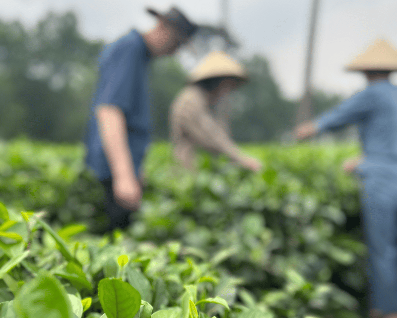 Hanoi Eco Tour: Ba Vi National Park Wonders & Tea Plantation - French Prison Remnants: When Nature Reclaims the Past