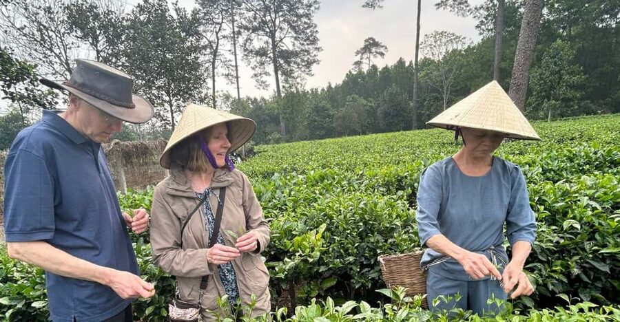 Hanoi Eco Tour: Ba Vi National Park Wonders & Tea Plantation - Tea With Mr. Duoc: Picking and Production, With Real Life Stories
