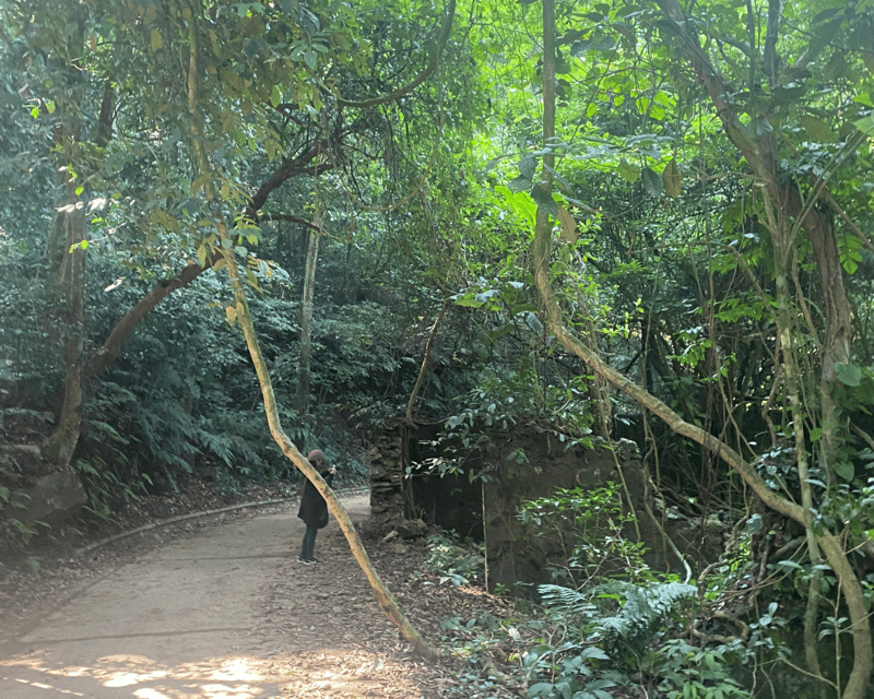 Hanoi Eco Tour: Ba Vi National Park Wonders & Tea Plantation - Pine Forest Hike to the Ancient French Church Ruins