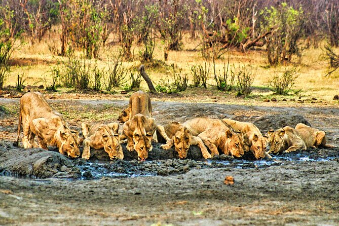 High Tea in the Savannah, Catering by Victoria Falls Hotel - Sunset return through the Savannah: second wildlife window