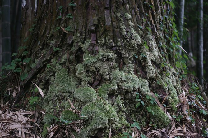 Home Experience: Tea Ceremony & Moss Garden Walk(Day trip) - Lunch you cook together with local rhythm