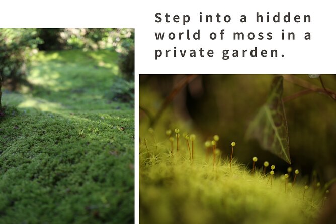 Home Experience: Tea Ceremony & Moss Garden Walk(Day trip) - The moss garden walk: more than a photo background