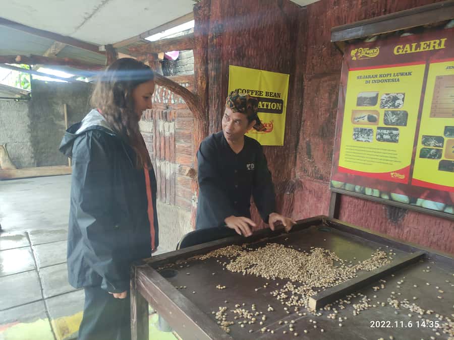 Jakarta: Volcano, Hot Spring, Tea, Rice Fields, &Coffee tour - Subang route farming stops: pineapples and rice fields you can picture