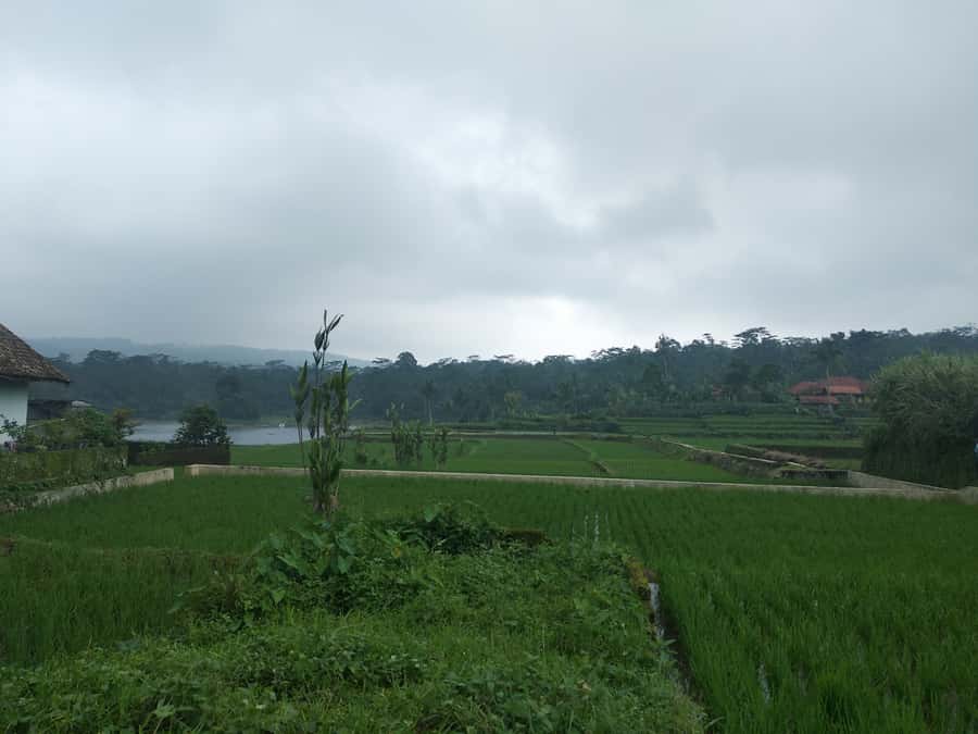 Jakarta :Volcano, HotSpring, Tea Factory, RiceField, &Coffee - Rice Fields Near Subang: Watching Farmers Do Real Work