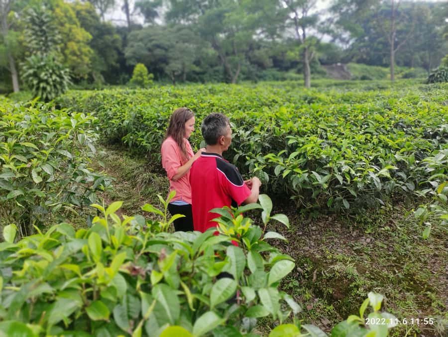 Jakarta :Volcano, HotSpring, Tea Factory, RiceField, &Coffee - Kopi Luwak Cikole: Luwak Coffee Without the Mystery