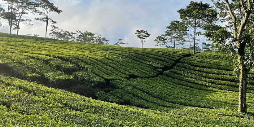 Jakarta: Volcano, Tea/Rice Fields, Hot Spring, Local Food - Ciater hot springs Sari Ater: warm sulfur water and a real reset