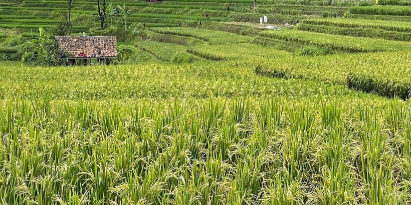 Jakarta: Volcano, Tea/Rice Fields, Hot Spring, Local Food - Price and value of a $114 full-day circuit