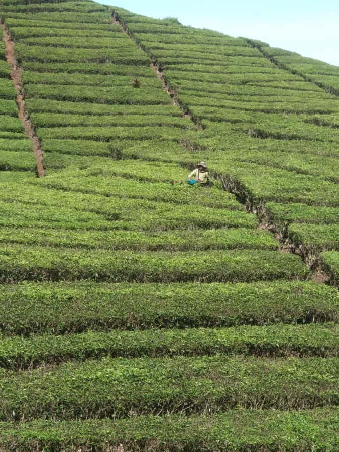 Jakarta: Waterfalls, Volcano, White Crater, Tea, Hot Spring - The guide experience and the small details that matter