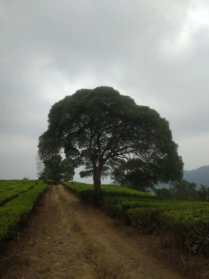 Jakarta: Waterfalls, Volcano, White Crater, Tea, Hot Spring - White Crater and hot springs: steam and a crater-lake moment