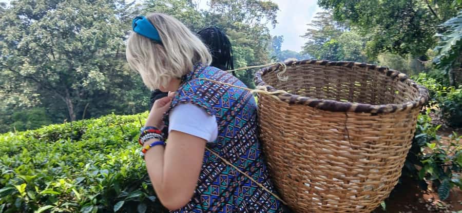Kaimbethu tea farm tour and lunch package - Walking the plantations and forest: what you’ll see on the ground