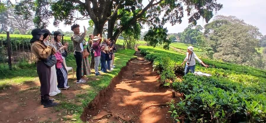 Kaimbethu tea farm tour and lunch package - Tea process and the tasting: turning facts into flavor