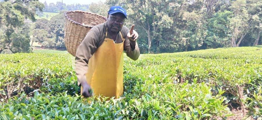 Kaimbethu tea farm tour and lunch package - Price and what you’re really paying for