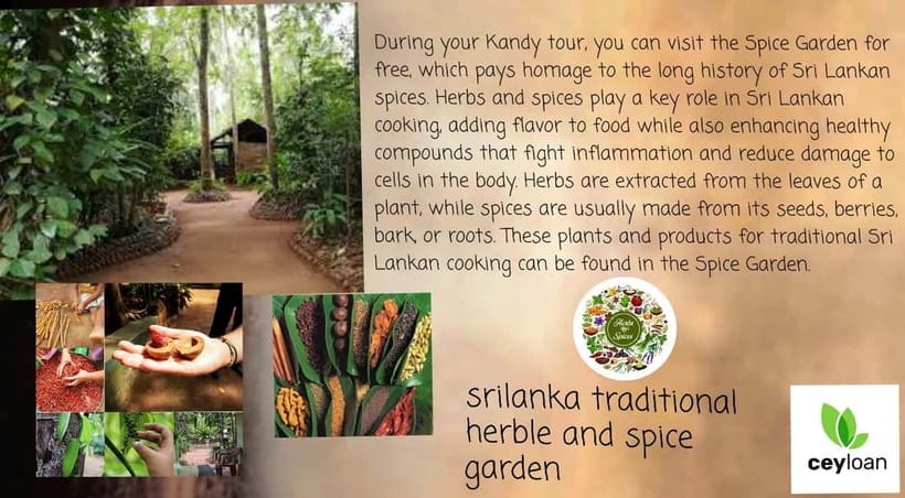 Kandy: City Tour with Temple of the Tooth & Tea Garden - British-Era Botanical Garden, University Grounds, and UNESCO Streets