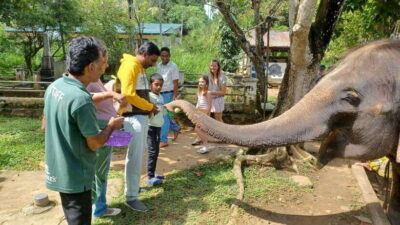Kandy & Pinnawala & Tea Factory Full Day Tour From Negombo - Pickup and the long road: comfort matters more than you think