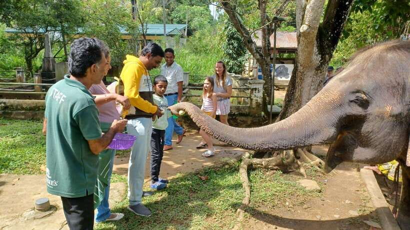 Kandy & Pinnawala & Tea Factory Full Day Tour From Negombo - Pickup and the long road: comfort matters more than you think