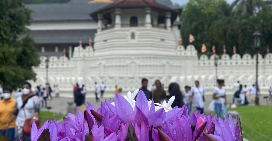 Kandy privet day tour with pinnawala and Tea plantation - Peradeniya Royal Botanic Gardens: one hour to breathe