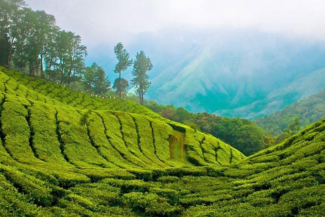 Kandy to Nuwara Eliya Day Trip – Little England & Tea Country - Price and logistics: $30 that’s only worth it if you like long days