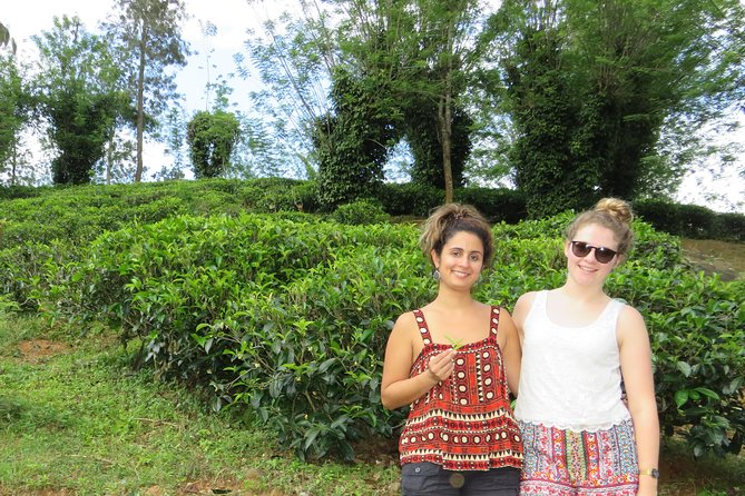 Kandy to Nuwara Eliya Day Trip – Little England & Tea Country - Tea plantation + tea factory: the part that turns sightseeing into understanding