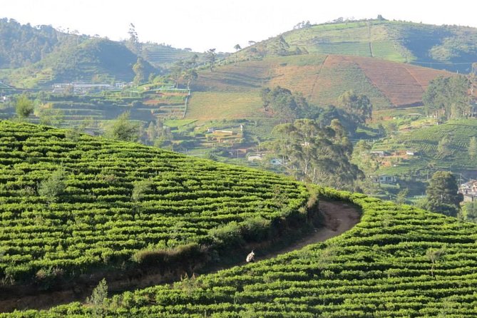 Kandy to Nuwara Eliya Day Trip – Little England & Tea Country - Victoria Park: the green pause in Little England