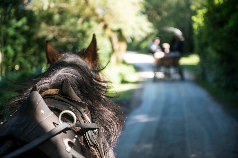Killarney: Jaunting Car Tour with Afternoon Tea - Ross Castle on Lough Lein: the Tower Keep and the legends
