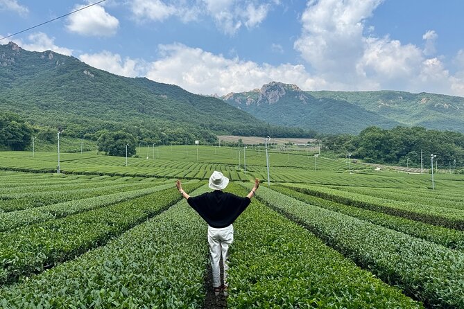 Korean Green Tea Tour - from Boseong to Gangjin (Private) - Key highlights worth planning around