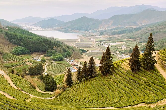 Korean Green Tea Tour - from Boseong to Gangjin (Private) - Price and timing: 9–10 hours with real travel time