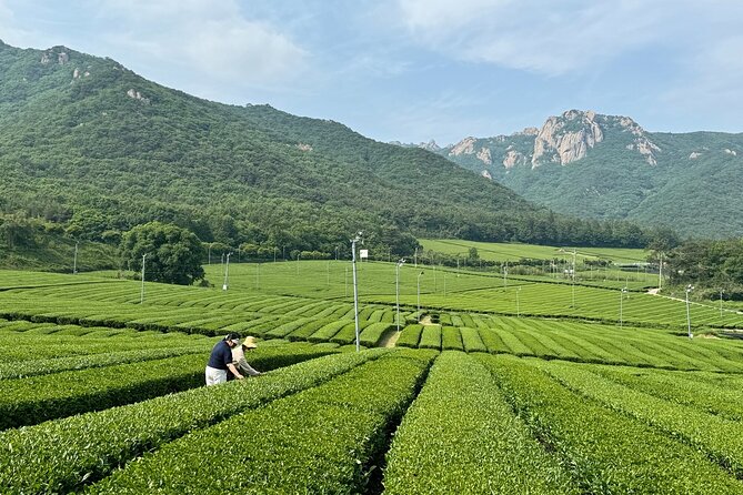 Korean Green Tea Tour - from Boseong to Gangjin (Private) - Nokcha-ro viewpoint: where you see the hills you’ll taste