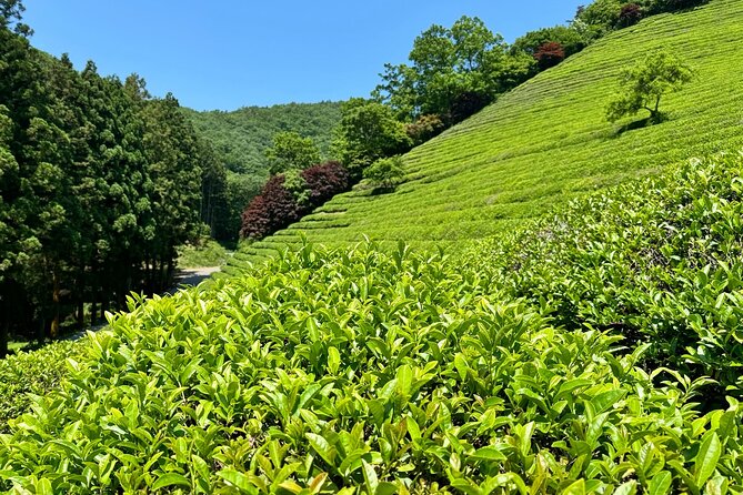 Korean Green Tea Tour - from Boseong to Gangjin (Private) - Baegundong Hermitage Garden and Seongjeon-myeon’s first tea brand legacy