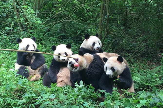 Leshan Buddha + Panda Base or Old Tea House Private Day Tour - How the guide makes the day easier (Cora and Victor)