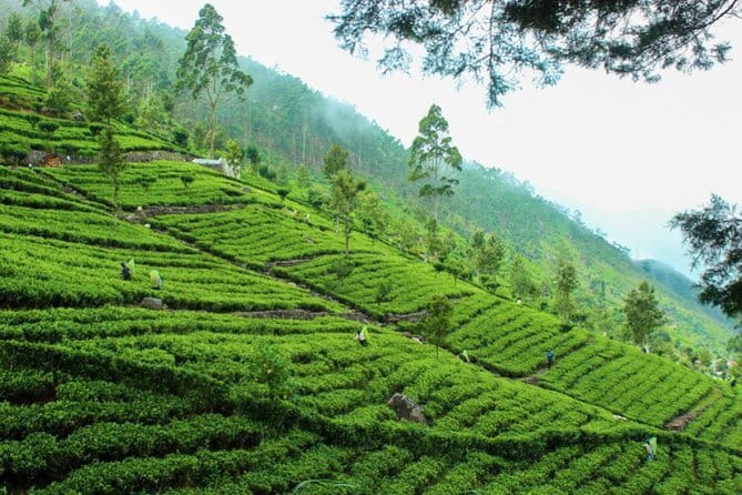 Lipton's Seat and Tea Factory,Trail Amidst Tea Plantation Day Tour - Lipton’s Seat: tea baron viewpoints with real-world scale