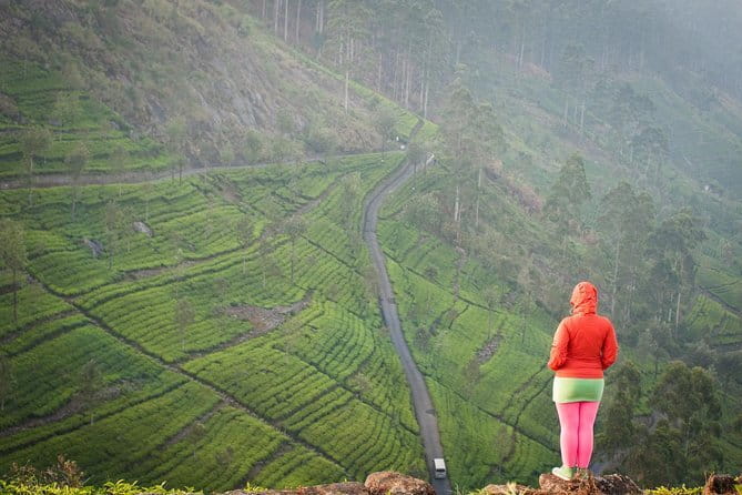 Lipton's Seat and Tea Factory,Trail Amidst Tea Plantation Day Tour - Tea plantation walking: what you notice changes with a guide