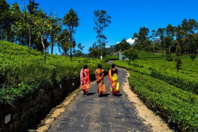 Lipton's Seat and Tea Factory,Trail Amidst Tea Plantation Day Tour - Private tuk-tuk up the tea hills: fun, fast, and a little bumpy