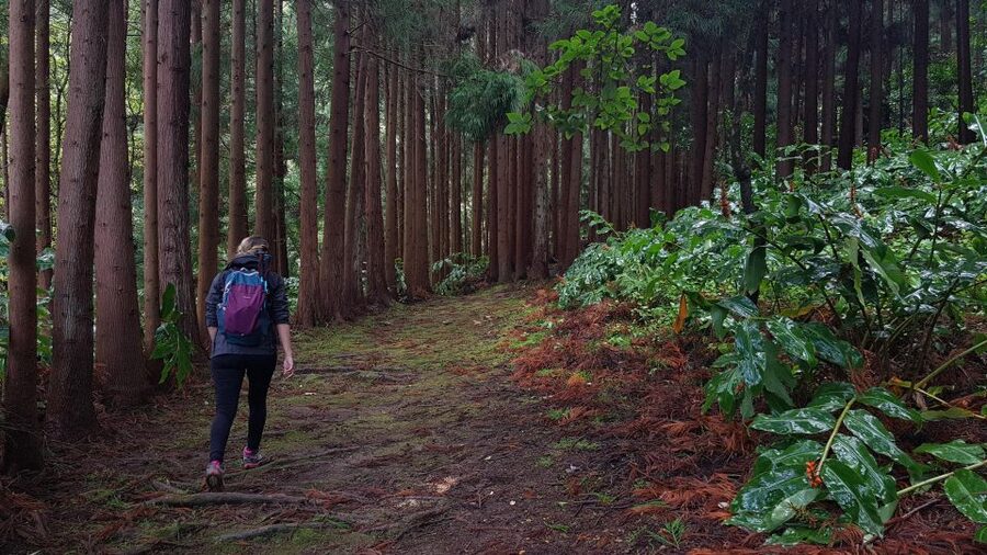 Lomba de São Pedro: Waterfall Hiking Tour with Tea Tasting - Key things that make this day work