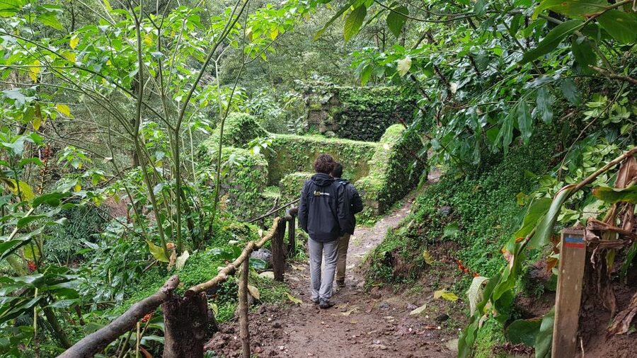 Lomba de São Pedro: Waterfall Hiking Tour with Tea Tasting - Tea First: Gorreana Plantation Tour and Tasting