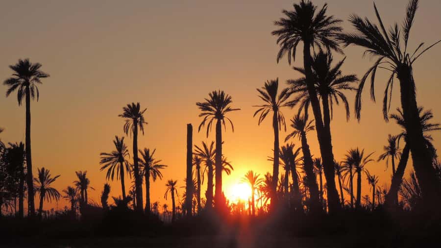 Marrakech: Dunes of the Palmeraie Quad Bike Ride with Tea - Who Can Ride and Who Should Skip It