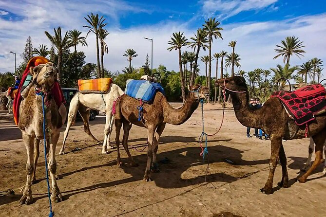 Marrakech Palm Grove Camel Ride with Tea-Break - Marrakech Palm Grove Camel Ride: Why It Works
