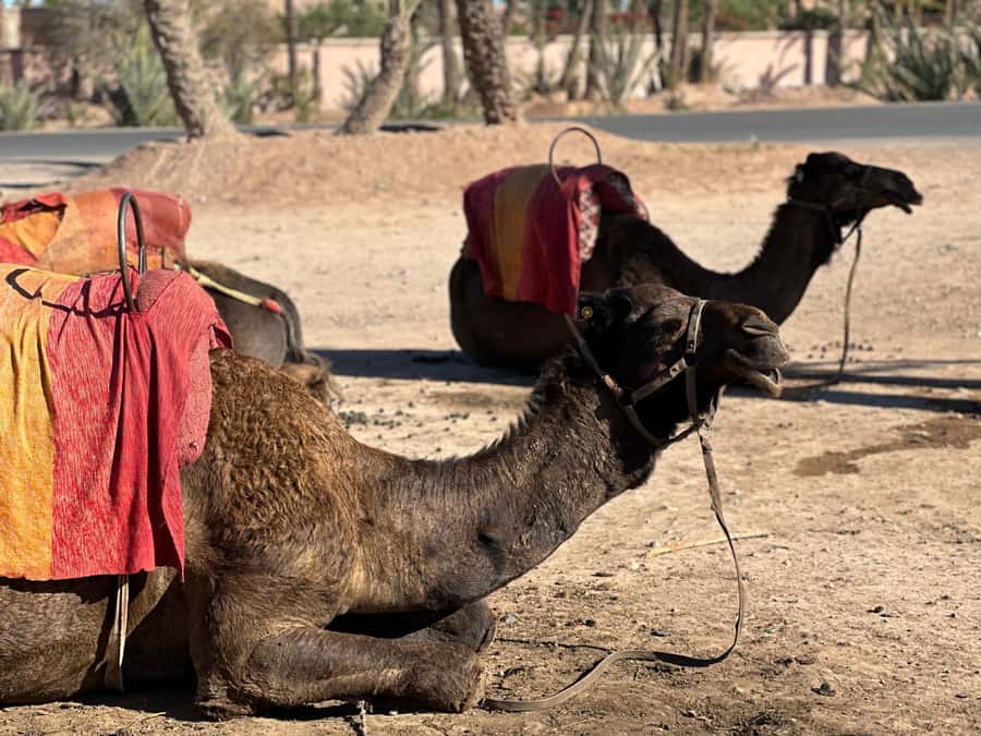 Marrakech: Quad Bike excursion at the sunset with Tea Break - Key Takeaways Before You Go