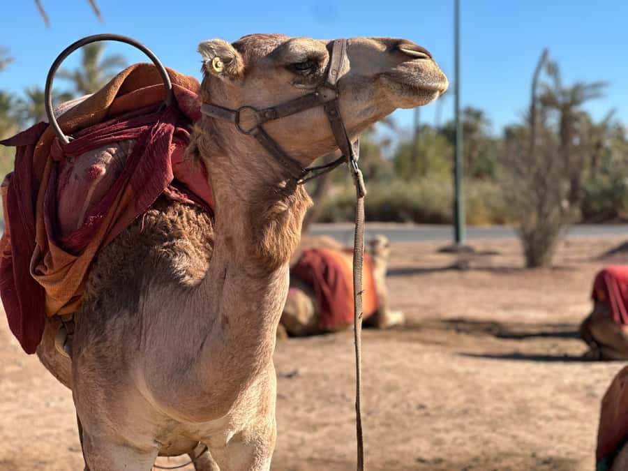 Marrakech: Quad Bike excursion at the sunset with Tea Break - Quad Bikes at Dusk: Why This Marrakech Tour Works