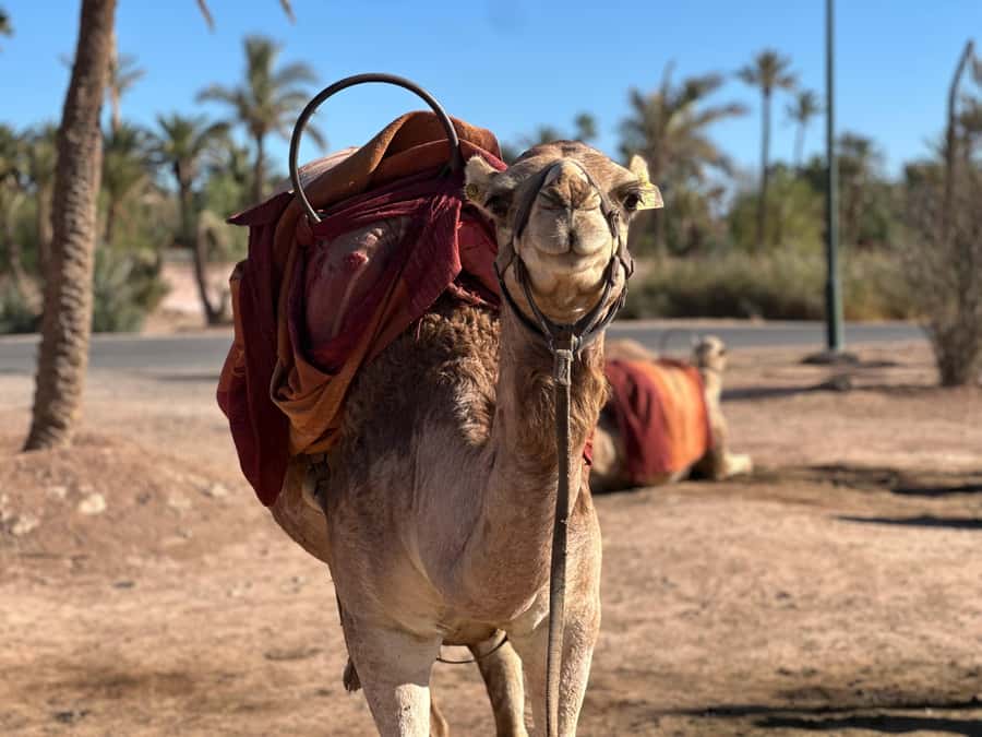 Marrakech: Quad Bike excursion at the sunset with Tea Break - Riding the Palmeraie: Date Palms, Dust, and Controlled Chaos