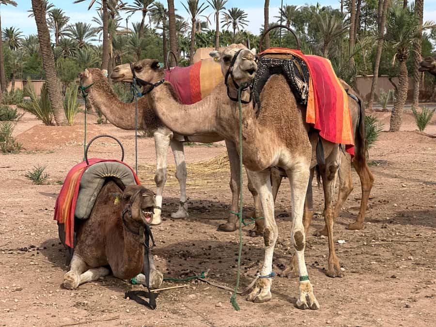 Marrakech: Quad Bike excursion at the sunset with Tea Break - The Sunset Moment: Where the Desert Turns Colorful Fast