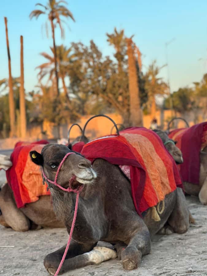 Marrakech:quad excursion at Jbilet desert with Moroccan tea - Palm Grove Trails: The Part You’ll Remember in Photos